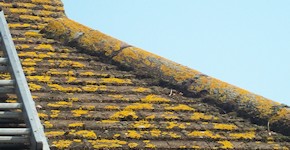 Brighton roof before cleaning and moss removal